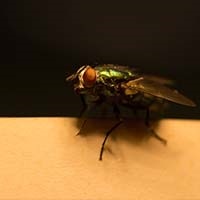 Amazinf pest site folders Amazinf pest site folders